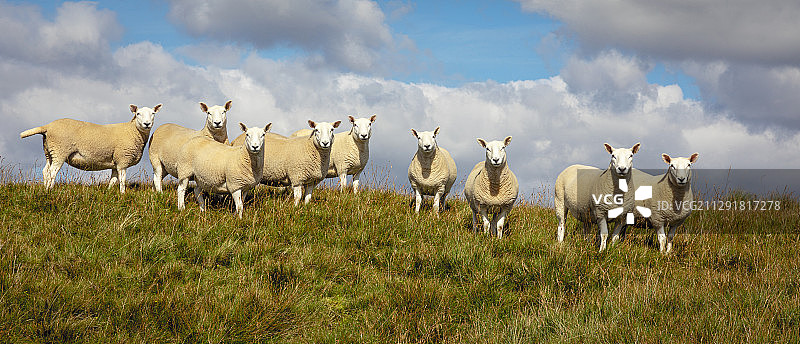 英国塞德伯格的田野上的九只绵羊图片素材