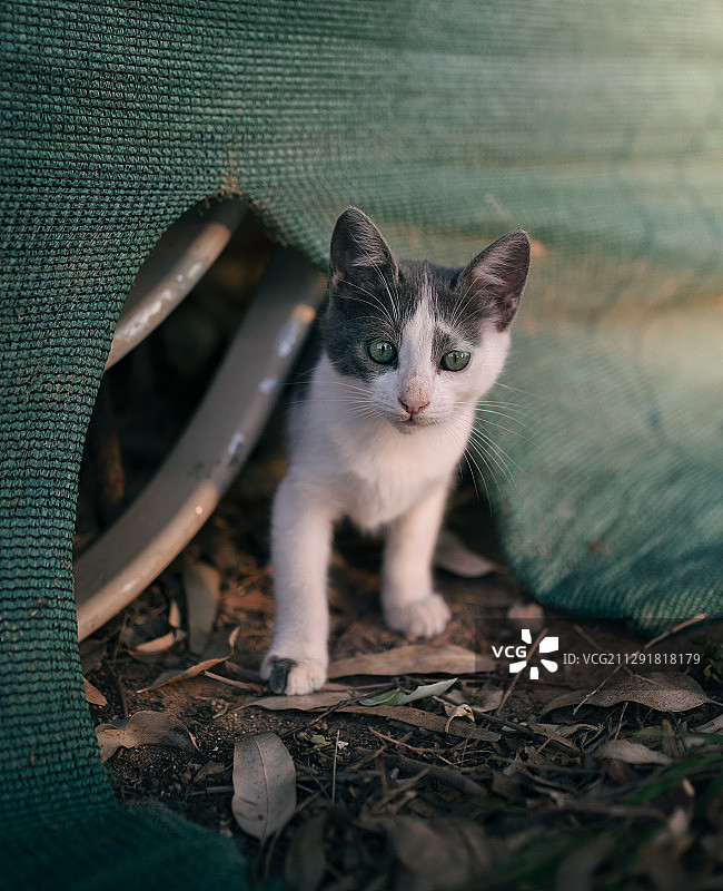 小猫肖像，阿依纳帕，塞浦路斯图片素材