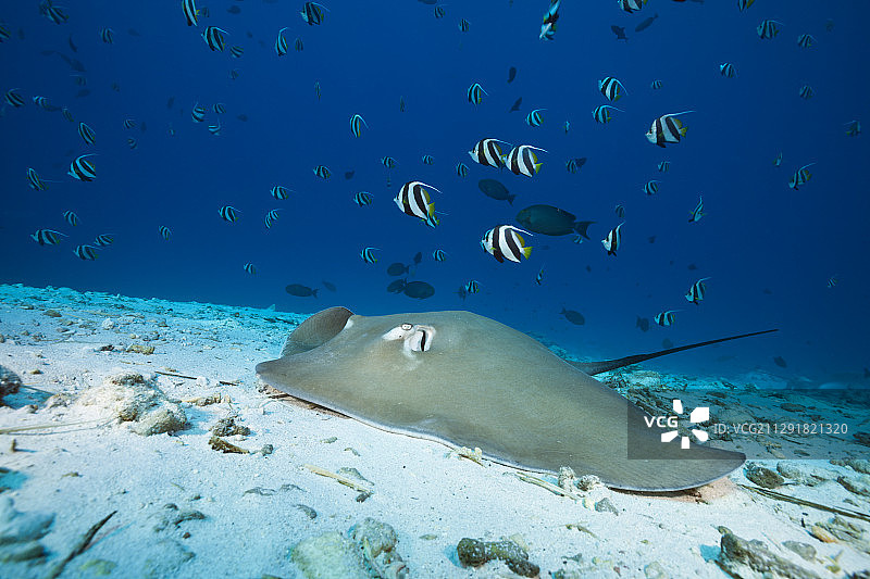 粉色鞭尾魟鱼，马尔代夫印度洋北部马累环礁图片素材