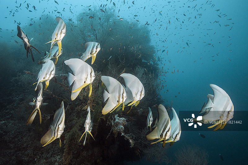 长鳍蝙蝠鱼群，南马累环礁，印度洋，马尔代夫 - 02/03/2020图片素材