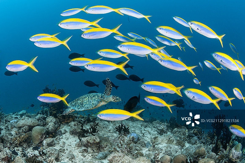 黄背梅鲷鱼群，阿里环礁，印度洋，马尔代夫 - 02/03/2020图片素材