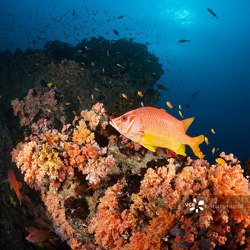 长颌金鳞鱼，印度洋马尔代夫费利杜环礁图片素材