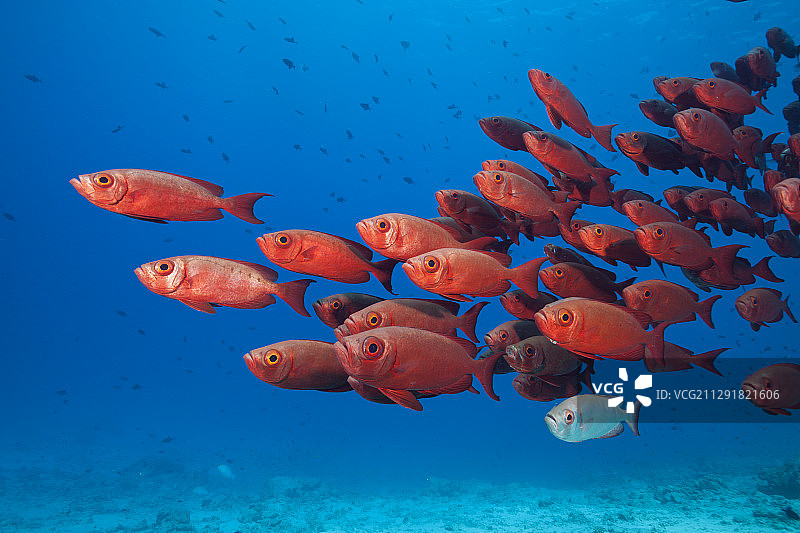 新月双棘鲈鱼群，印度洋马尔代夫北马累环礁，2020年2月3日图片素材