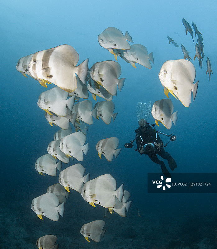 长鳍蝙蝠鱼群和潜水员（马尔代夫阿里环礁，印度洋）图片素材
