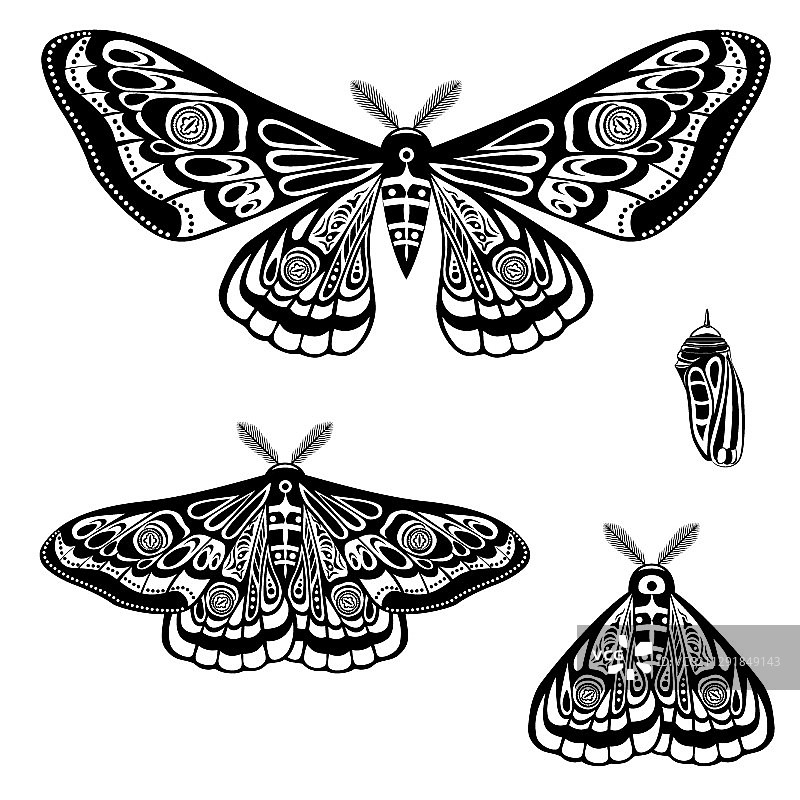 夜蛾蝴蝶蛹图片素材