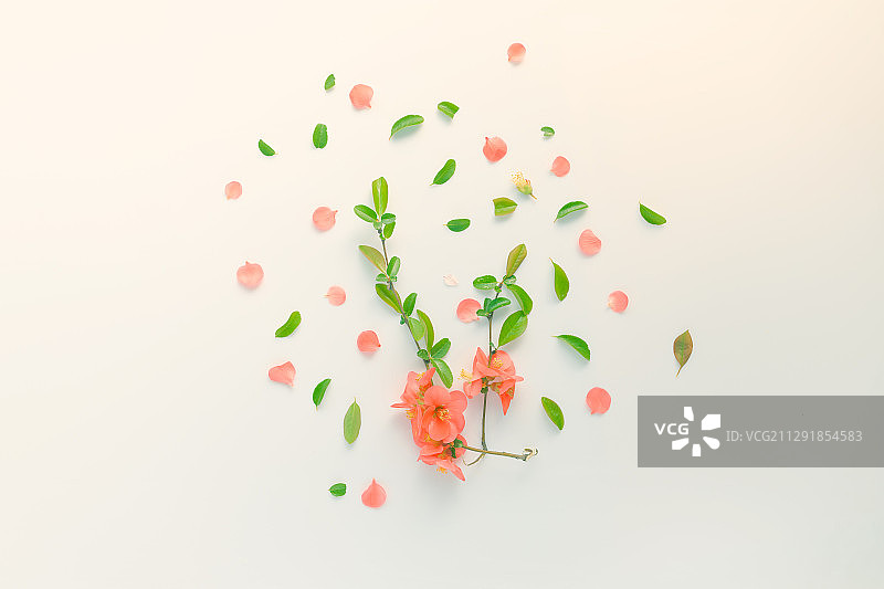 带刺的野玫瑰花装饰图片素材