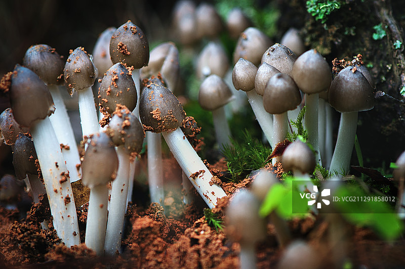 生命的力量图片素材