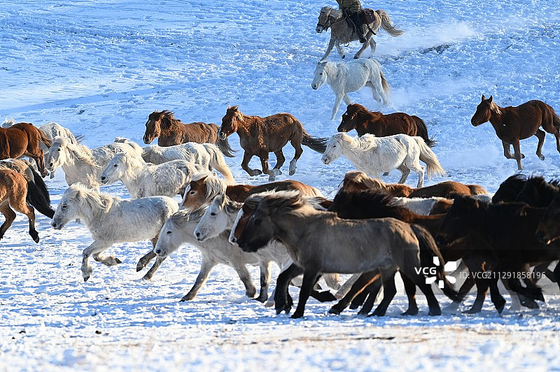 冬季乌兰布统坝上跑马活动马踏飞雪图片素材