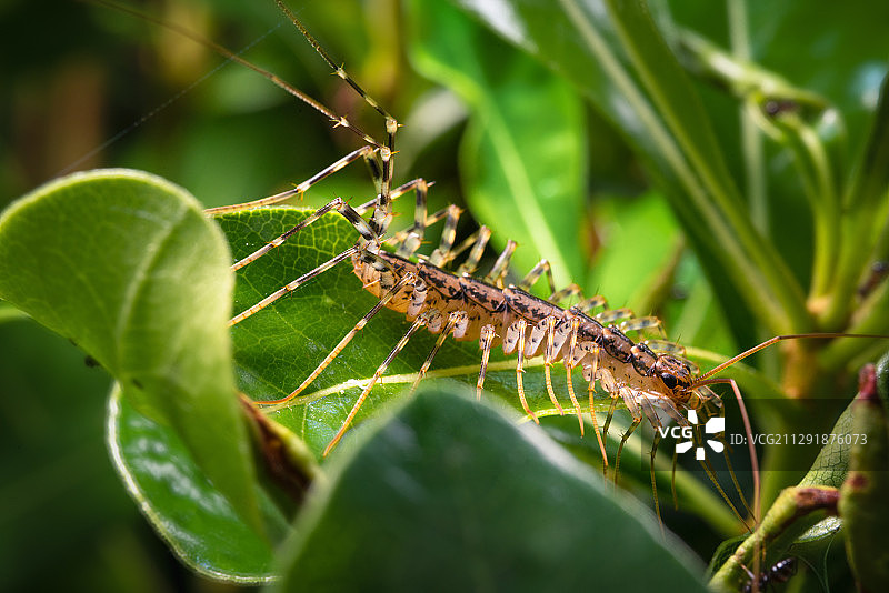 未知名昆虫图片素材