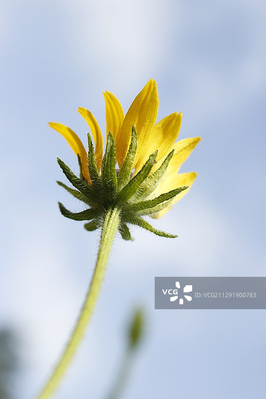 黄色金光菊特写图片素材