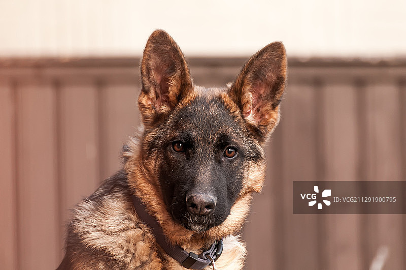 年轻的德国牧羊犬特写图片素材