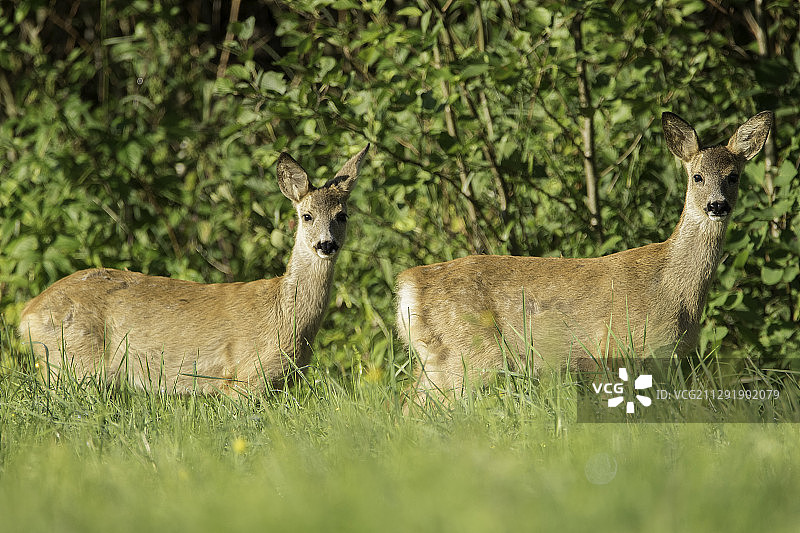 草地上的马鹿图片素材