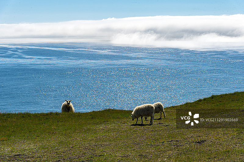 三只在冰岛西人群岛黑马岛上吃草的绵羊图片素材
