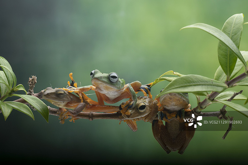 印度尼西亚，实古邦，四只青蛙坐在树枝上的特写图片素材