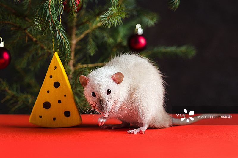 老鼠和背景中的圣诞树图片素材