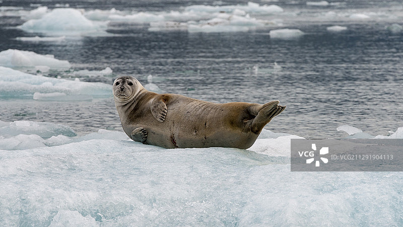冰岛霍芬的慵懒海豹图片素材