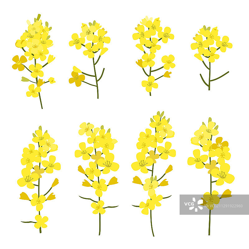 白色背景上孤立的油菜花图片素材