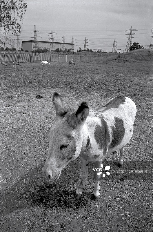 东伦敦的驴，背景是发电行业的输电线路和变电站图片素材