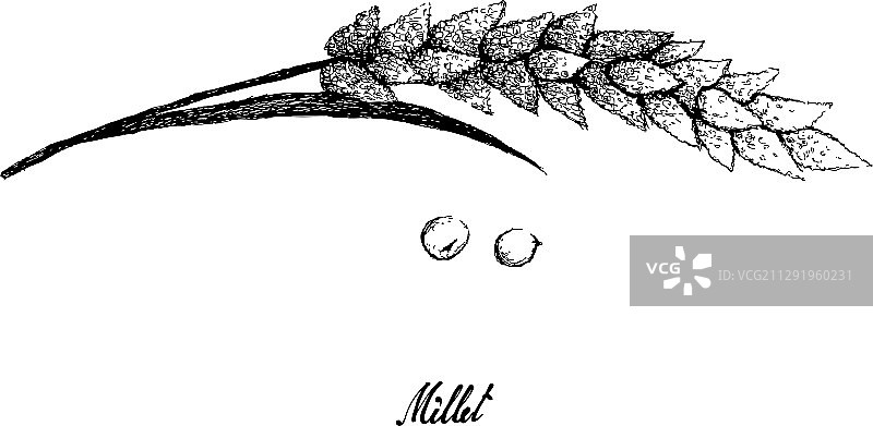 手绘白色背景上的成熟小米图片素材