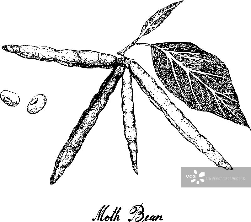 手绘蛾豆植物和豆荚图片素材