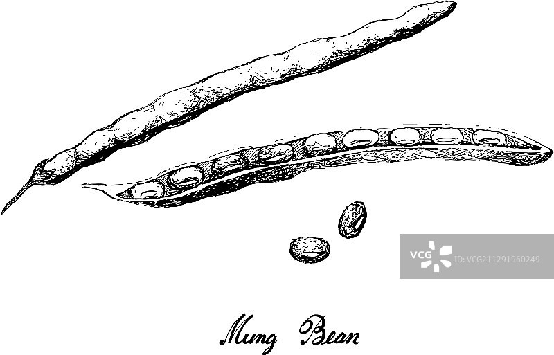 手绘绿豆荚和种子图片素材