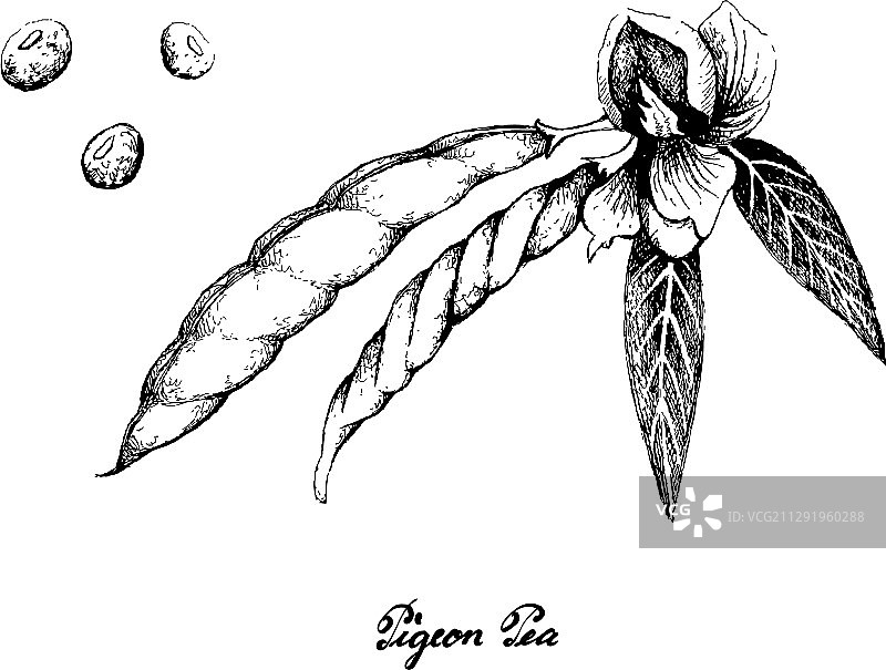 手绘木豆和植物图片素材