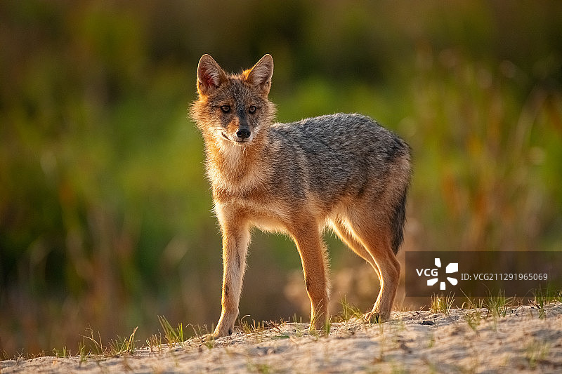 胡狼（Canis aureus）肖像，乌克兰维尔科韦图片素材