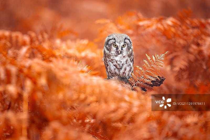 北方猫头鹰的景色图片素材