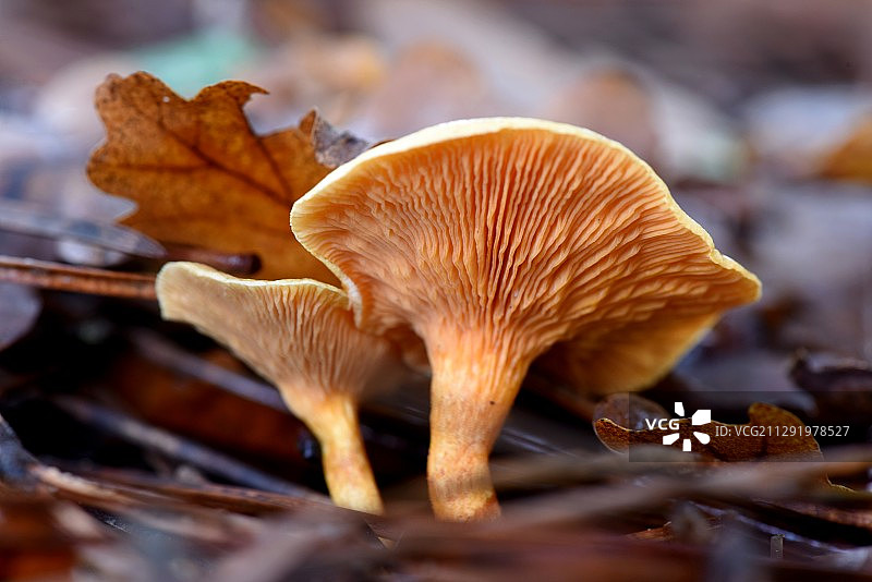 生长在干燥树叶上的假鸡油菌图片素材