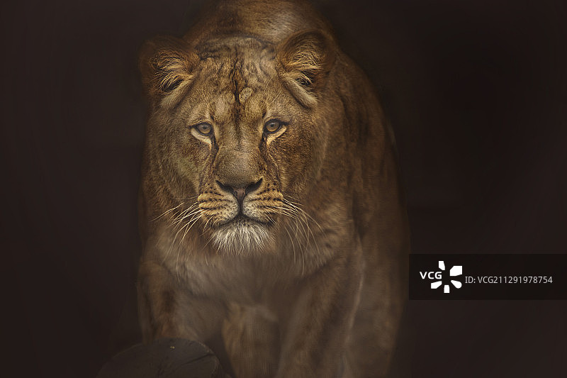 黑暗中保持警惕的母狮正面图图片素材