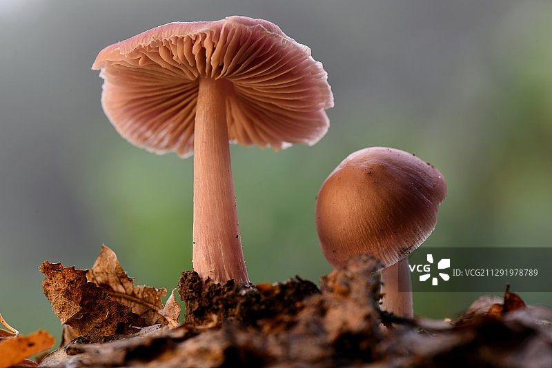 法国Le Pizou的三朵玫瑰蘑菇特写图片素材