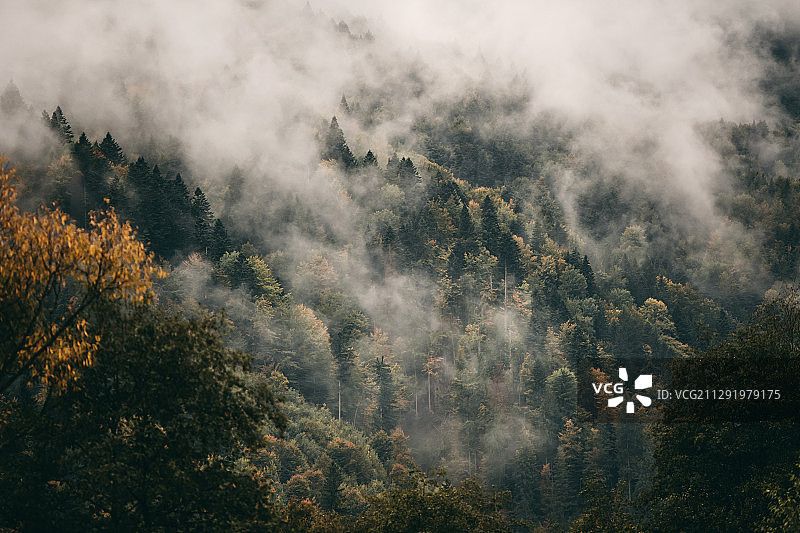 雾中的森林，乌克兰Chynadiyovo图片素材