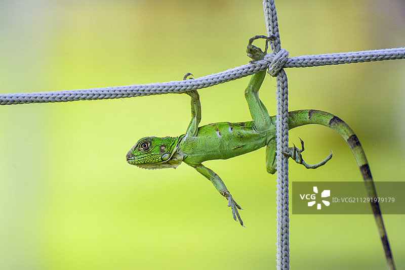 绿鬣蜥挂在栅栏上图片素材