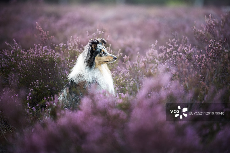 薰衣草田中的粗毛牧羊犬图片素材