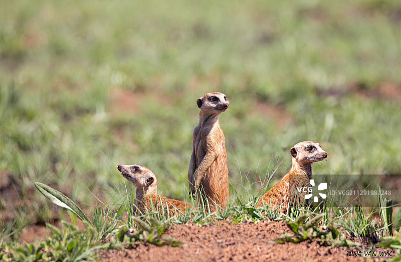 三只猫鼬图片素材