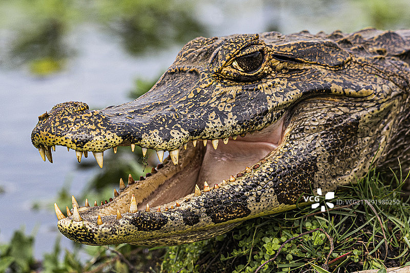 凯门鳄（Caiman yacare）特写图片素材