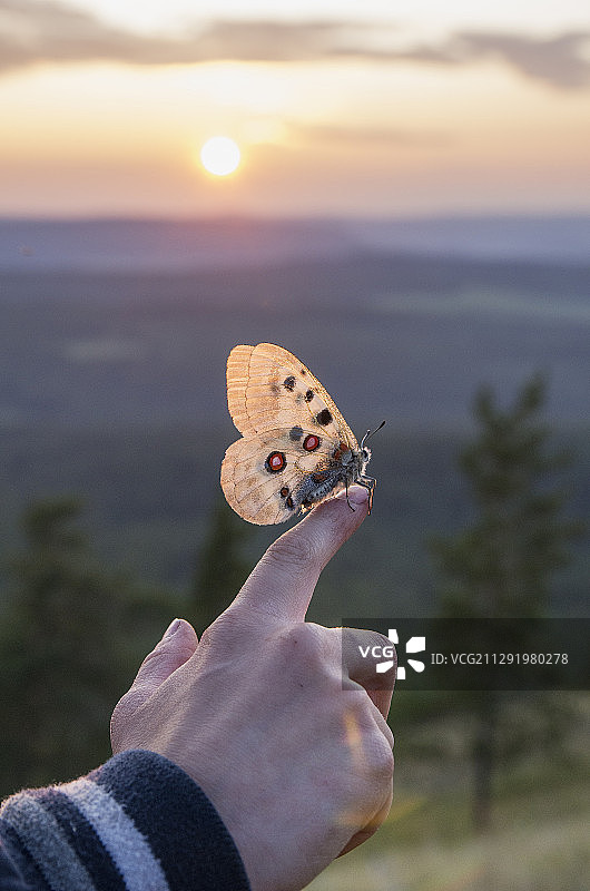 阿波罗绢蝶停留在人手上，俄罗斯图片素材