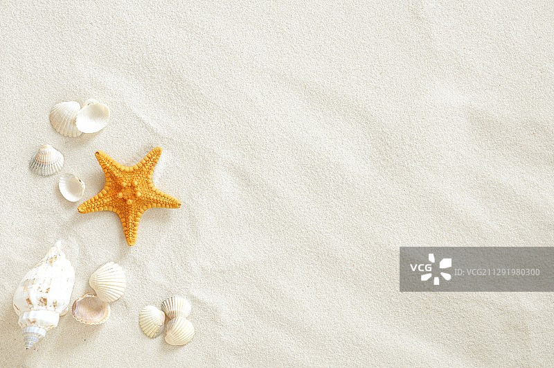 菲律宾塔古邵的沙滩海螺图片素材