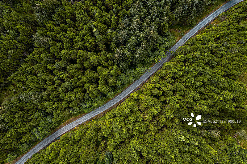 道路穿过云杉林图片素材
