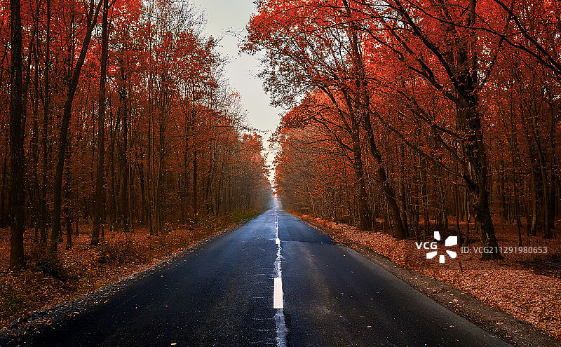 罗马尼亚萨图马雷县秋季森林中的道路图片素材