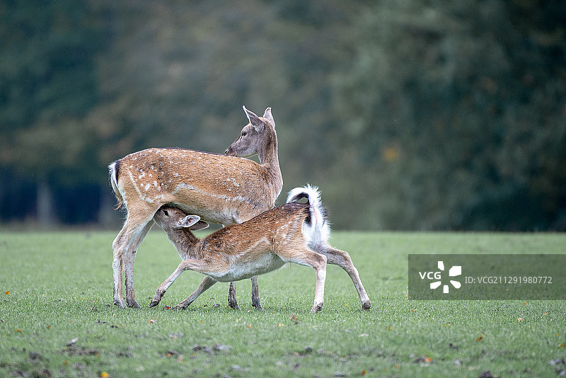 母鹿喂养幼崽图片素材
