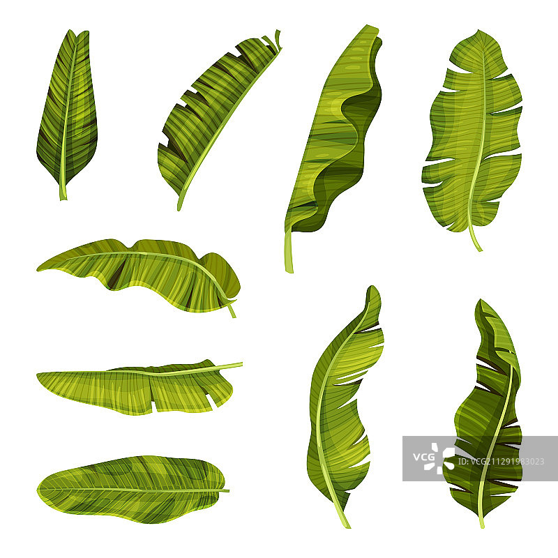 风格化香蕉叶与交叉叶脉图片素材