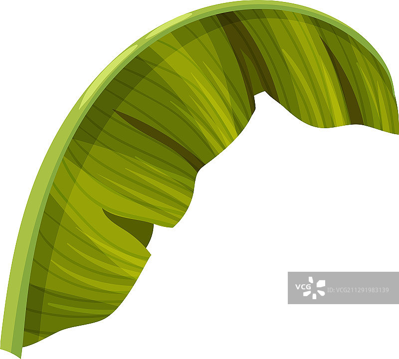 带横纹的绿色弯曲香蕉叶图片素材