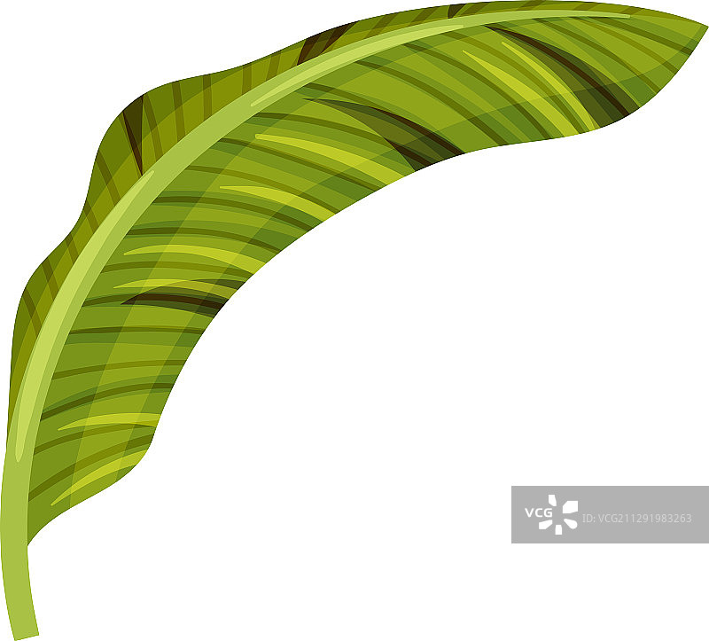 风格化的香蕉叶与交叉纹理图片素材
