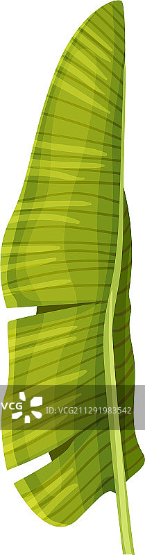 风格化的香蕉叶与交叉纹理图片素材