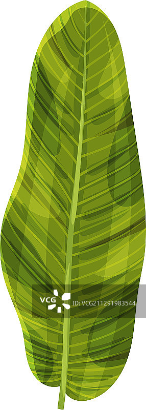 风格化的香蕉叶与交叉纹理图片素材