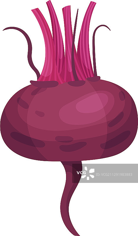 不带绿叶的完整甜菜根图片素材