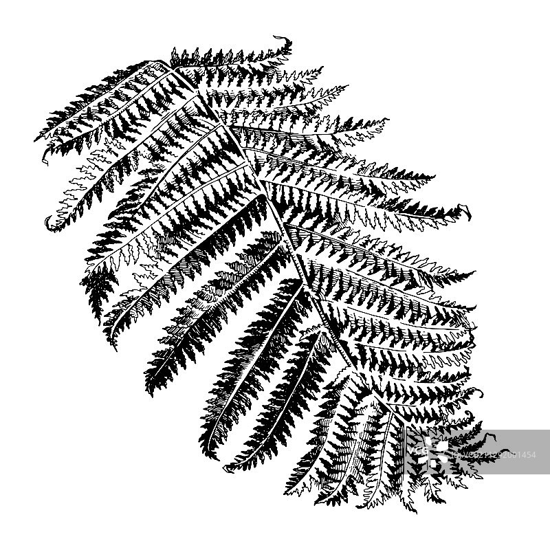 手绘蕨类植物枝条图片素材
