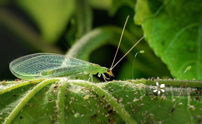 微观小生命图片素材