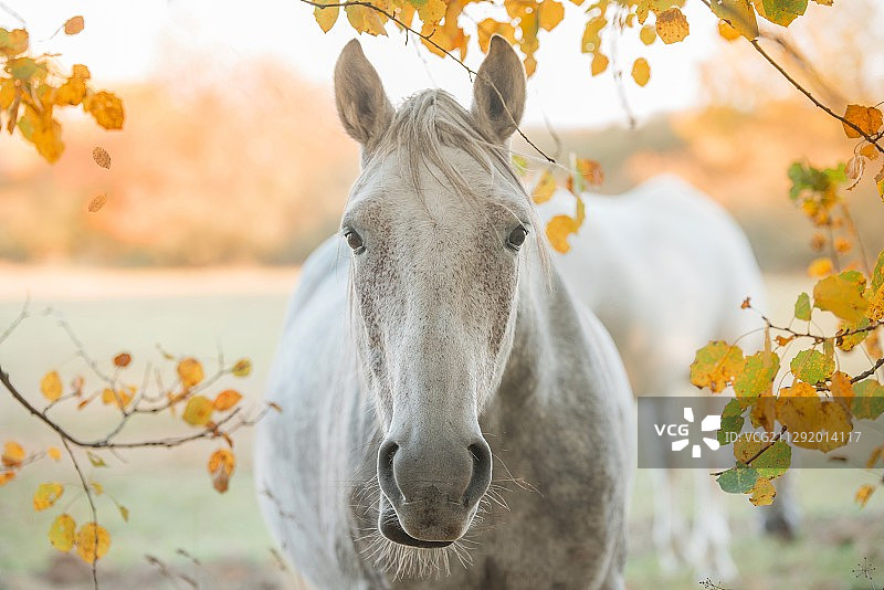秋叶中的白色马特写图片素材